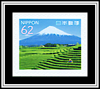 Tea Fields, Mt Fuji