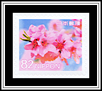 Peach Blossoms in Bloom