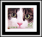 Domestic Cat