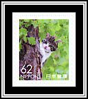 Domestic Cat