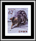 Domestic Cat