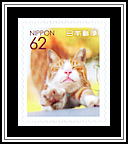 Domestic Cat