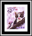 Domestic Cat