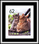 Domestic Cats