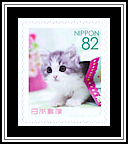 Domestic Kitten