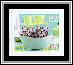 Domestic Kittens