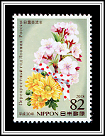 Chrysanthemum, Sakura