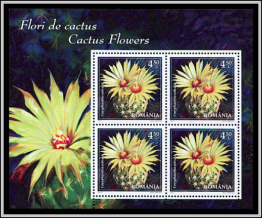 Pineapple Cactus