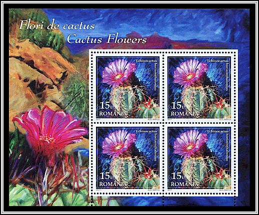 Turk's Head Cactus