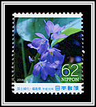Water Hyacinth
