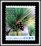 Japanese Black Pine