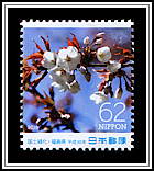 Japanese Cherry