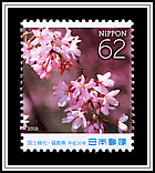 Weeping Cherry