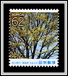 Japanese Zelkova