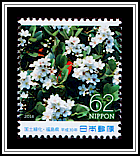 Indian Hawthorn