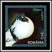 English Pouter