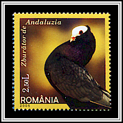Andalusian
