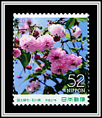 Kenrokuen Kiku-zakura