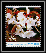 Wild Cherry Blossoms