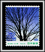 Zelkova Tree