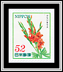 Gladiolus