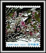 Cherry Blossoms
