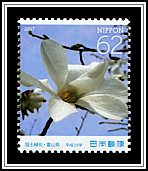 Thurber's Magnolia