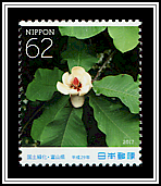 Japanese Bigleaf Magnolia