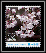 Edo-higan Cherry Blossom