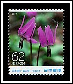 Japanese Dogtooth Violet