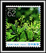 Japanese Bay Tree