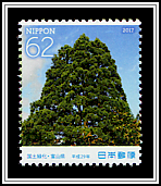 Tateyama Cedar