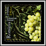 Grasă de Cotnari