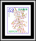 Cherry Blossoms