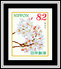Cherry Blossoms
