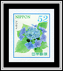 Hydrangea