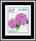 Hydrangea