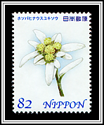 Leontopodium fauriei