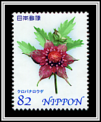 Comarum palustre