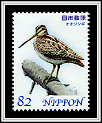 Latham's Snipe