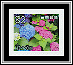 Hydrangea