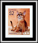 Abyssinian
