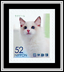 Ragdoll
