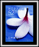 Plumeria