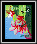 Plumeria