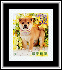 Shiba