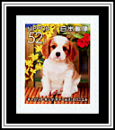 King Charles Spaniel
