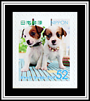 Jack Russell Terrier