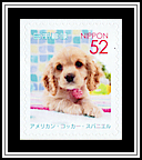Cocker Spaniel