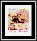 Pomeranians